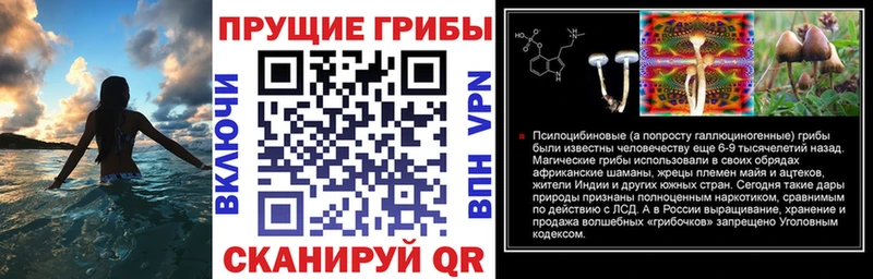 что такое   Ефремов  OMG как зайти  Псилоцибиновые грибы мицелий 